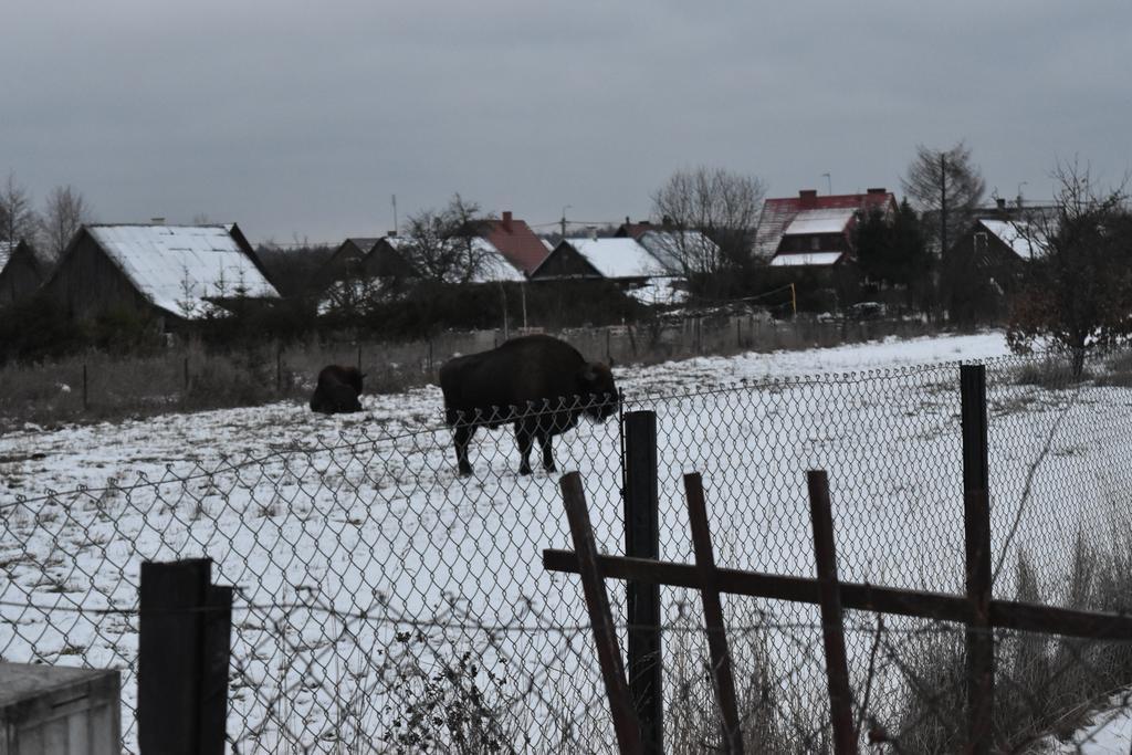 Domek Jaskolka Białowieża المظهر الخارجي الصورة
