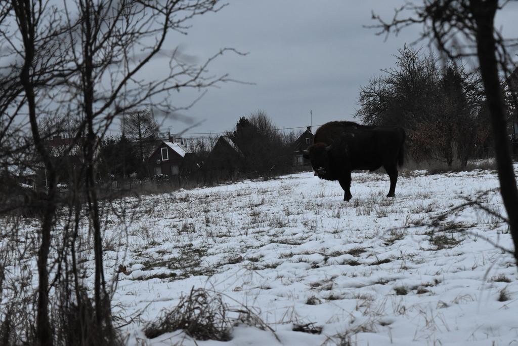 Domek Jaskolka Białowieża المظهر الخارجي الصورة