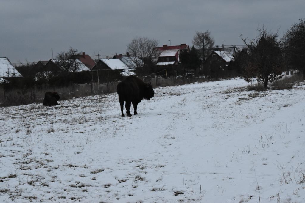 Domek Jaskolka Białowieża المظهر الخارجي الصورة